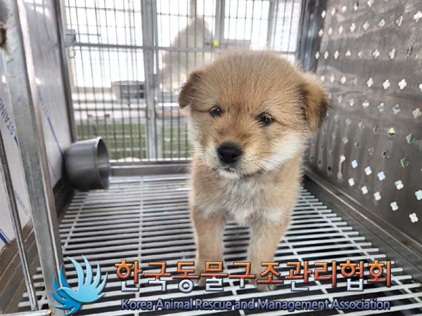 한국동물구조관리협회_441560202400243